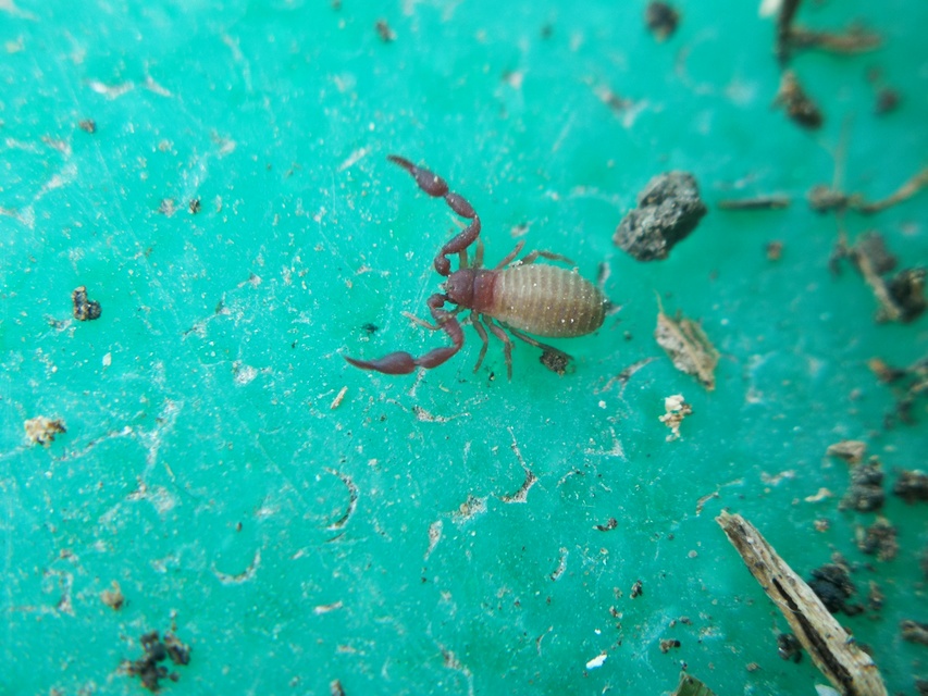 Pseudoscorpionida - Álskorpiók