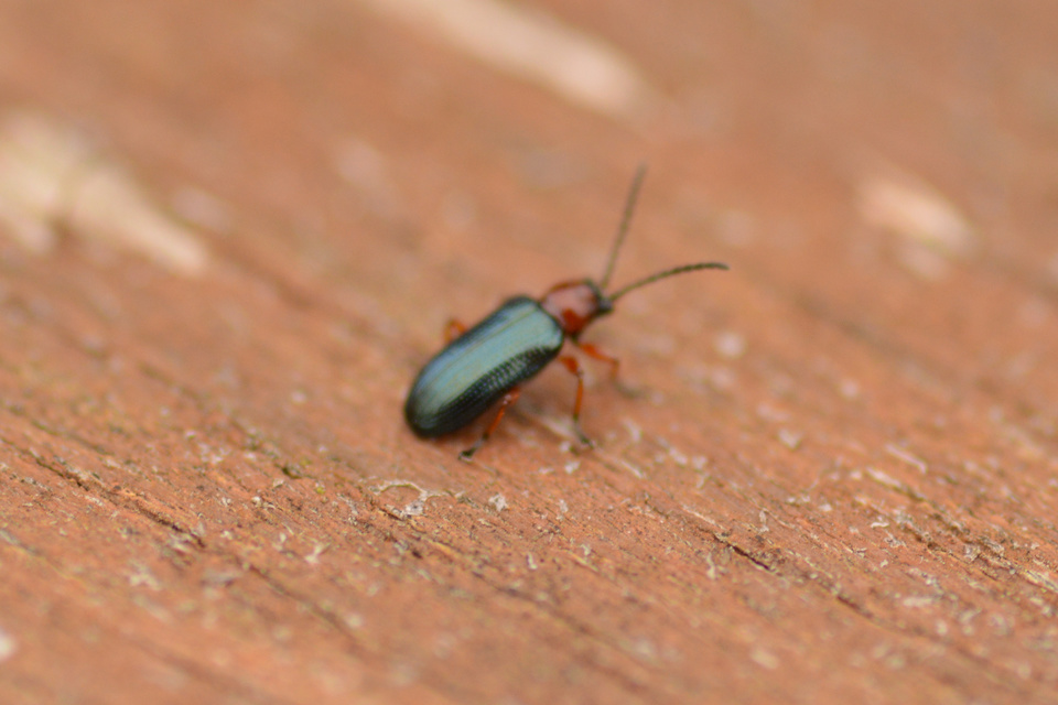 Oulema melanopus/duftschmidi