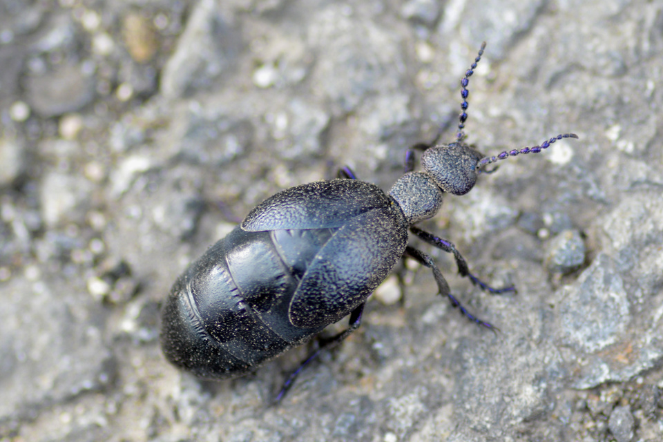 Meloe proscarabaeus - közönséges nünüke
