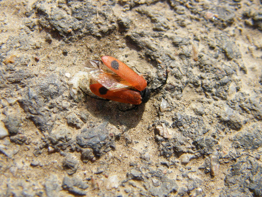 Apalus bimaculatus - kétfoltos élősdibogár