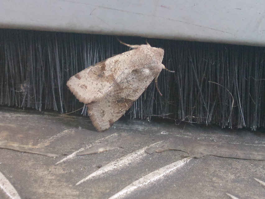 Orthosia incerta - változékony barkabagoly