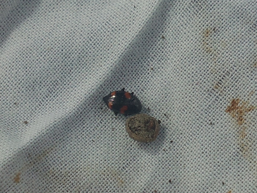 Scaphidium quadrimaculatum - négyfoltos sajkabogár