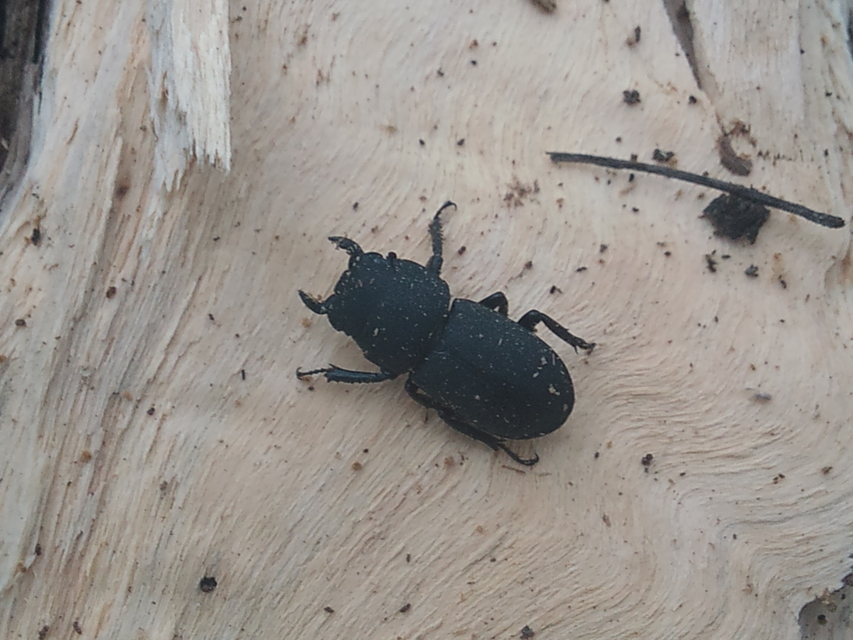 Dorcus parallelipipedus - kis szarvasbogár