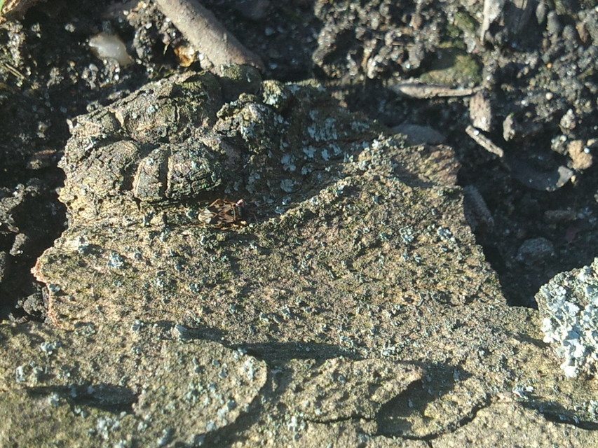 Scolopostethus