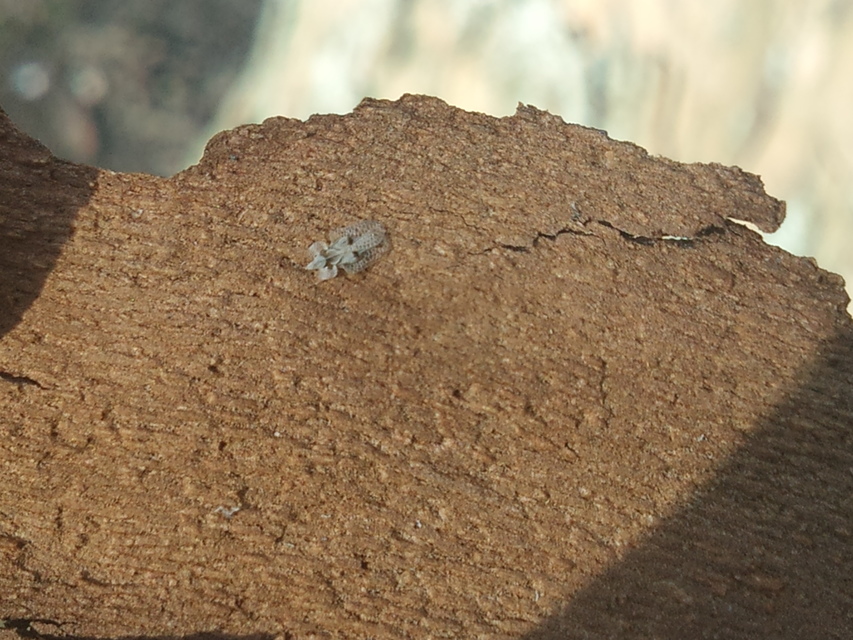 Corythucha ciliata - platán-csipkéspoloska