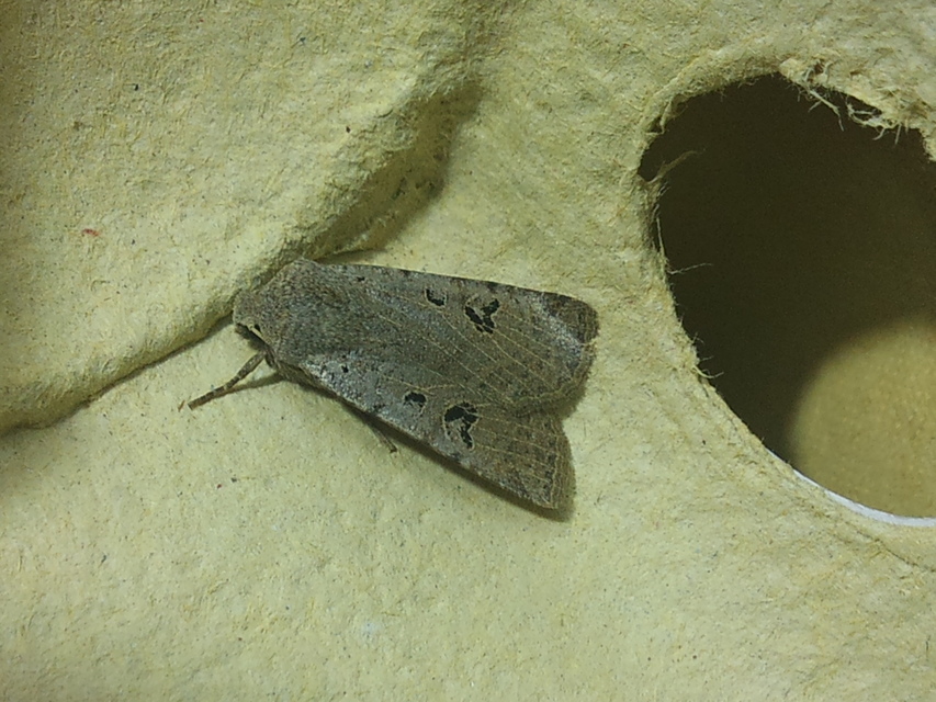 Conistra rubiginosa - szürke télibagoly