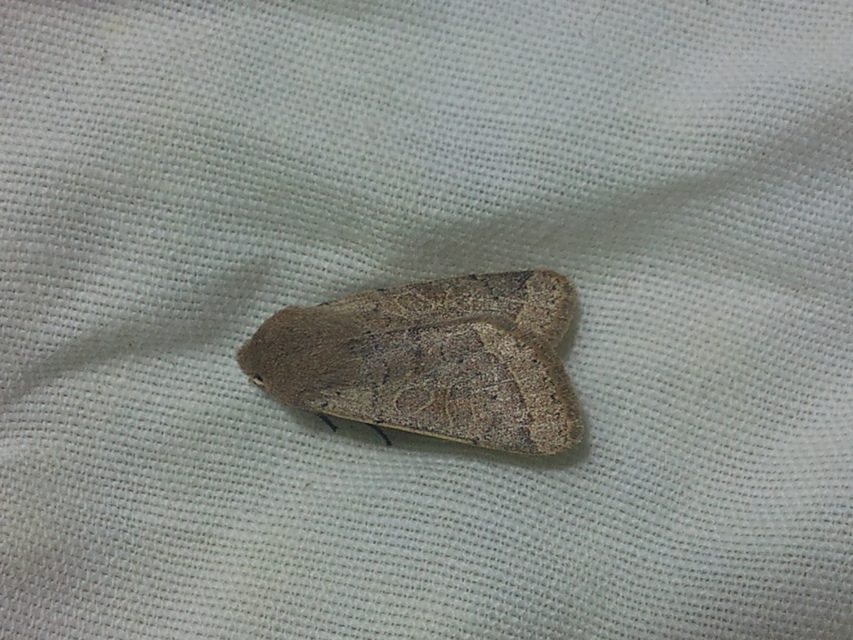 Orthosia cerasi - közepes barkabagoly
