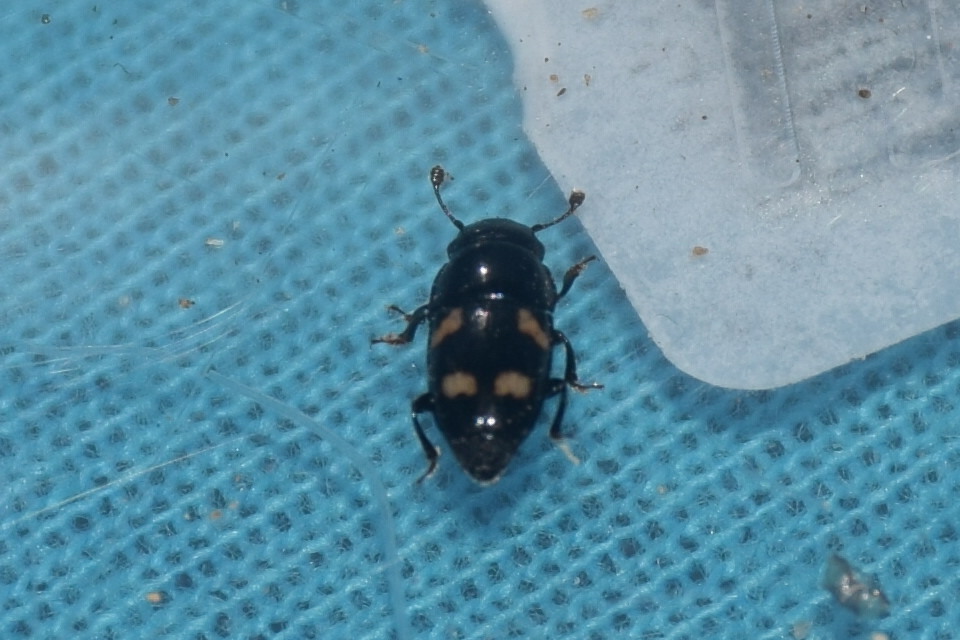 Glischrochilus quadrisignatus - amerikai fénybogár Glischrochilus quadrisignatus - amerikai fénybogár