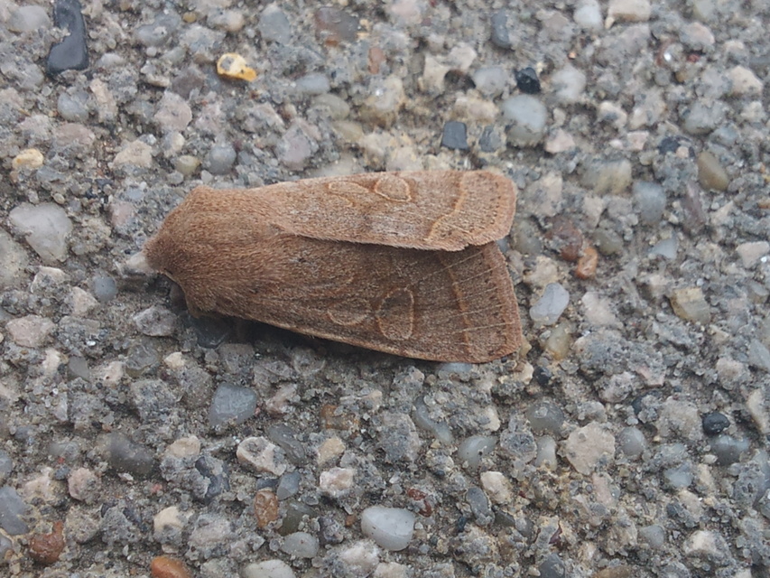 Orthosia cerasi - közepes barkabagoly