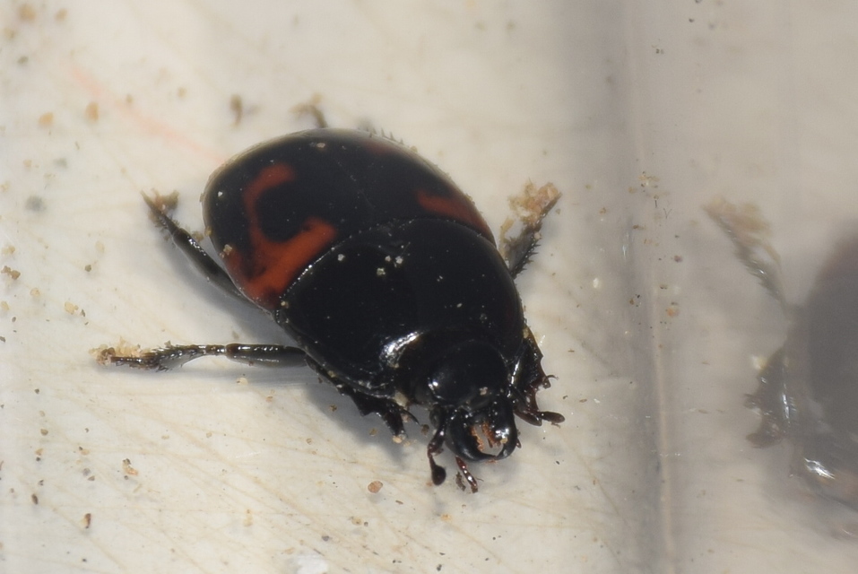 Hister quadrimaculatus - közönséges sutabogár