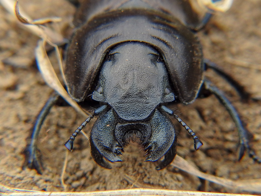Lethrus apterus - nagyfejű csajkó