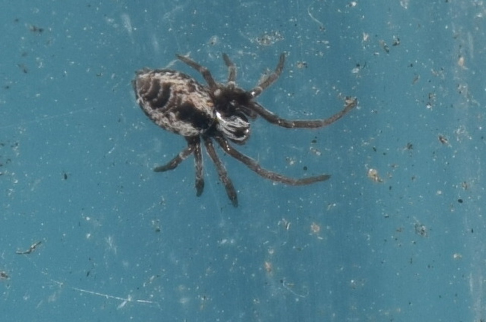 Dictyna arundinacea - nádi hamvaspók