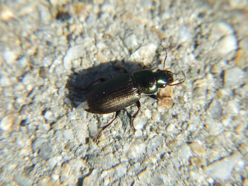 Harpalus distinguendus - mezei lomhafutó