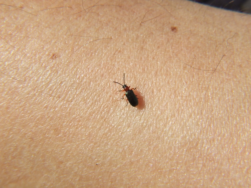 Oulema melanopus/duftschmidi