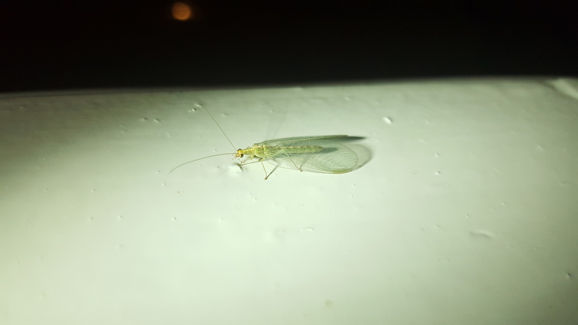 Chrysopidae - zöldfátyolkák