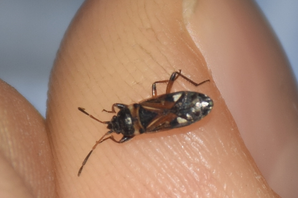 Raglius alboacuminatus - tarka díszesbodobács