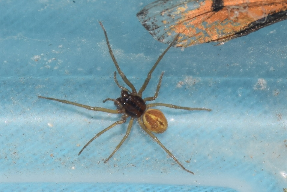 Pachygnatha clercki