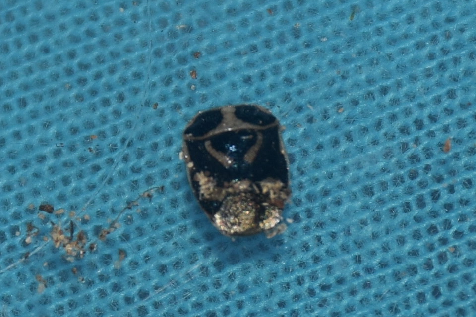 Eurydema oleracea - paréjpoloska Eurydema oleracea - paréjpoloska