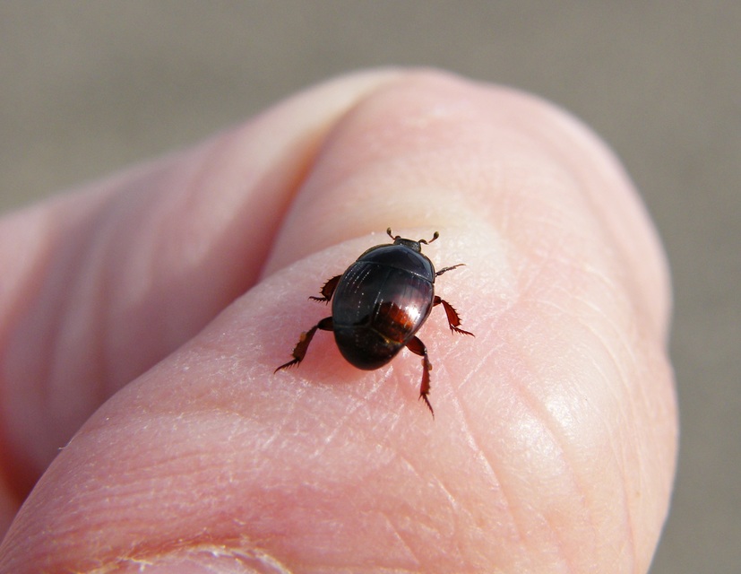 Margarinotus purpurascens - vöröslő sutabogár