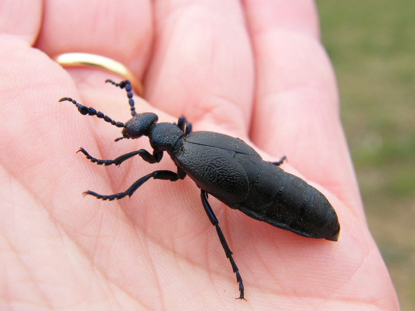 Meloe proscarabaeus - közönséges nünüke