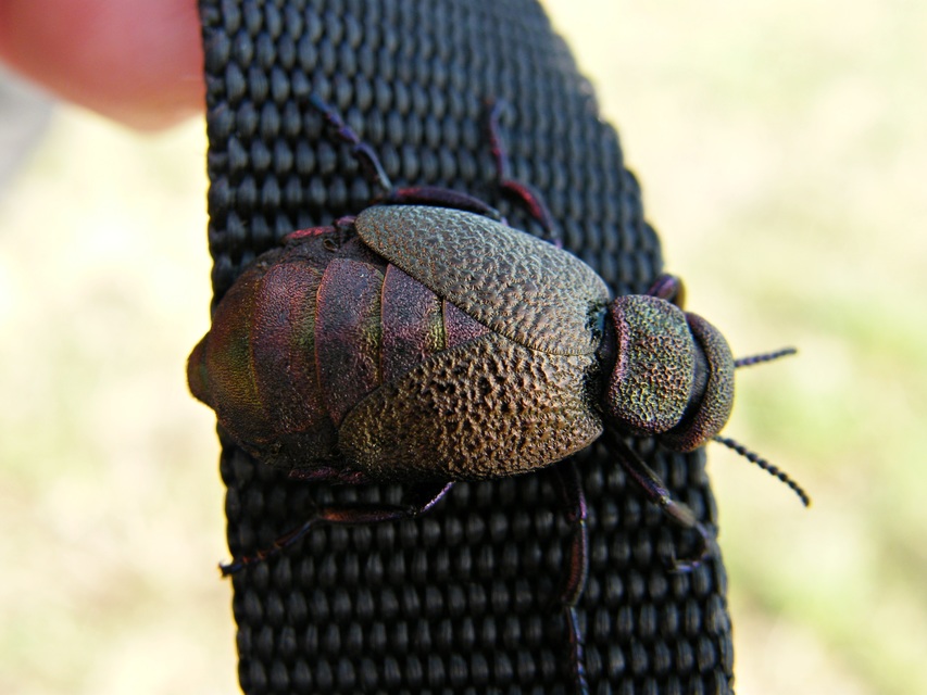 Meloe variegatus - pompás nünüke