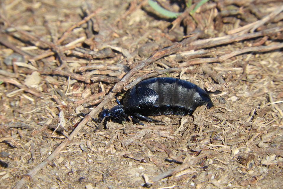 Meloe proscarabaeus - közönséges nünüke
