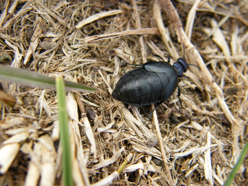 Meloe decorus - csinos nünüke