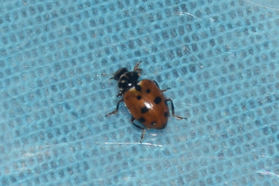 Hippodamia variegata - tizenhárompettyes katica