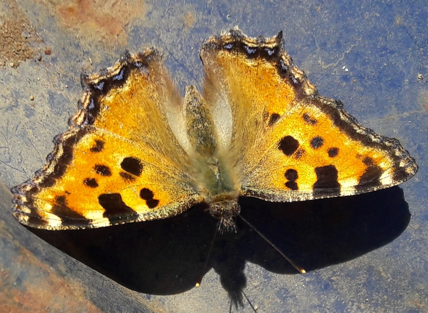 Nymphalis polychloros - nagy rókalepke