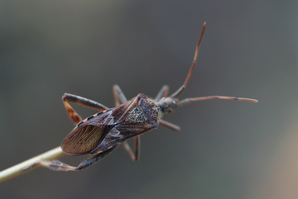 Leptoglossus occidentalis - nyugati levéllábú poloska Leptoglossus occidentalis - nyugati levéllábú poloska