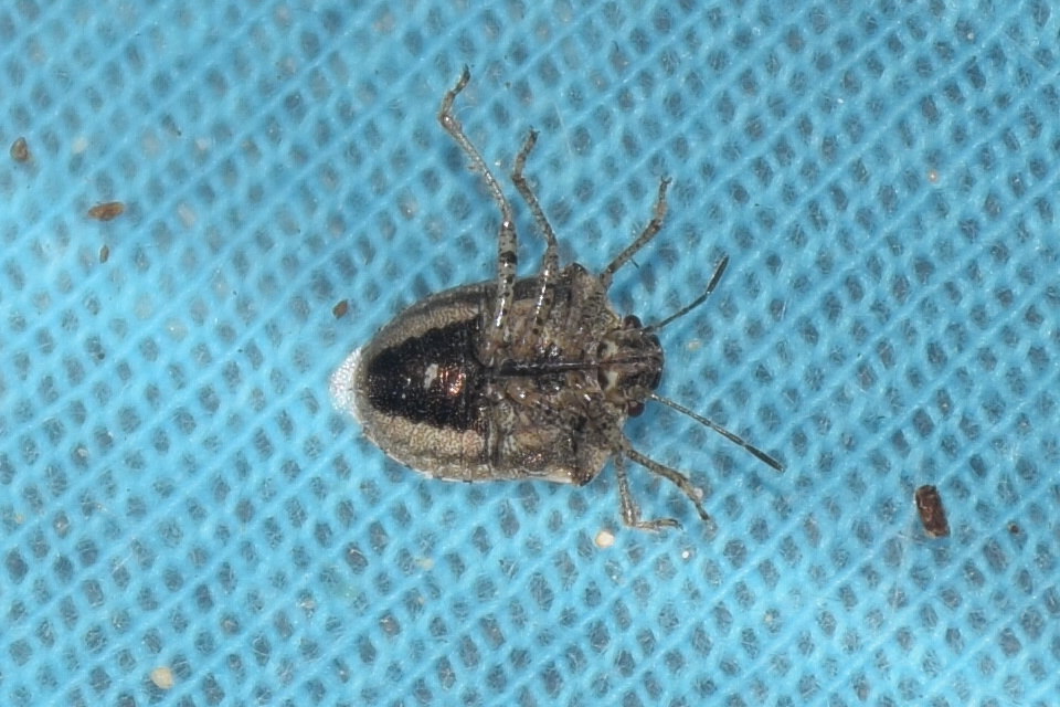 Eysarcoris ventralis - fakó feketefejű-poloska Eysarcoris ventralis - fakó feketefejű-poloska