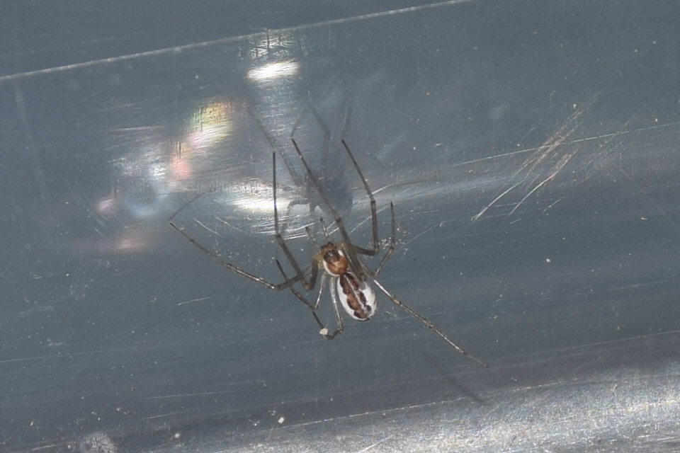 Linyphiidae - vitorláspókok
