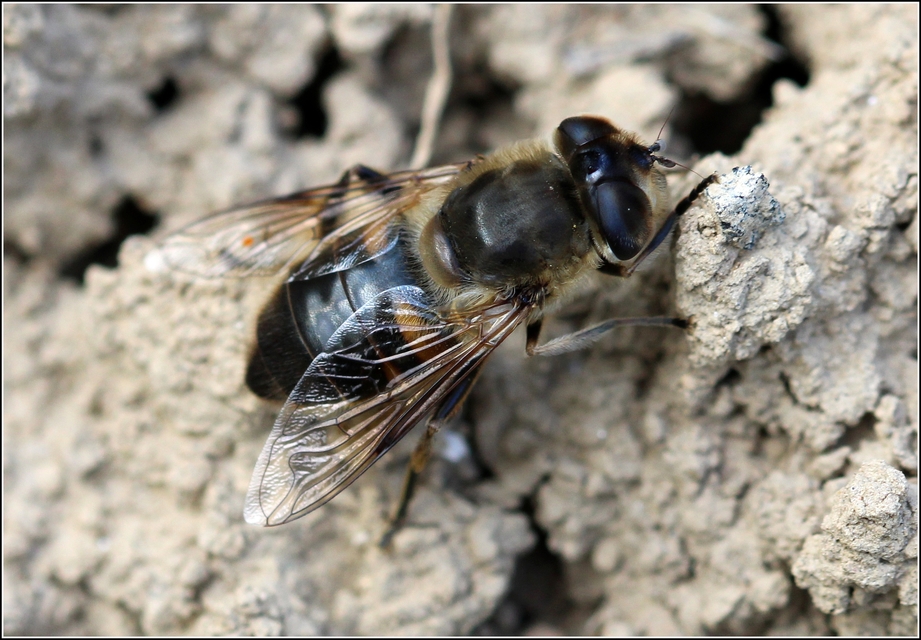Eristalis tenax - közönséges herelégy