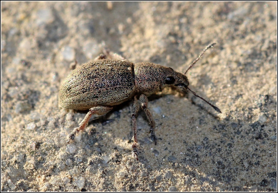 Sciaphobus squalidus - nagy szálkásbarkó