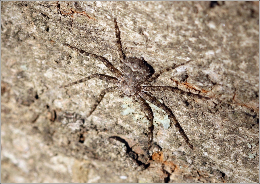 Philodromus margaritatus - bükkfa-fürgekarolópók