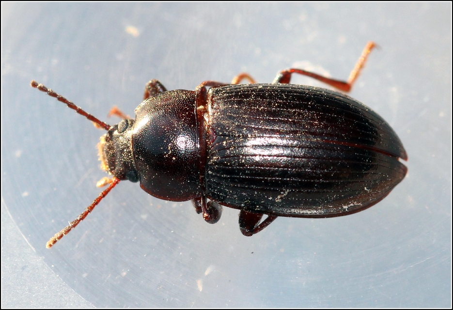 Nalassus dermestoides - rövidszárnyú gyászbogár