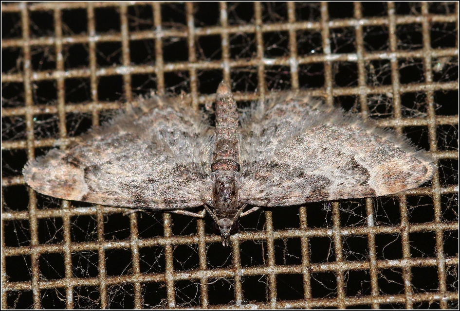 Gymnoscelis rufifasciata - vöröscsíkos törpearaszoló