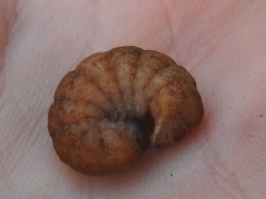 Phlogophora meticulosa - vándorló csipkésbagoly