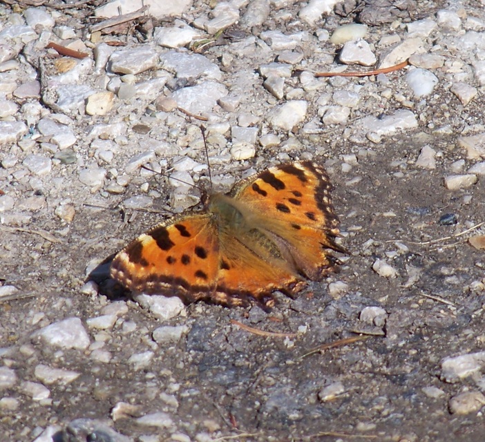 Nymphalis polychloros - nagy rókalepke