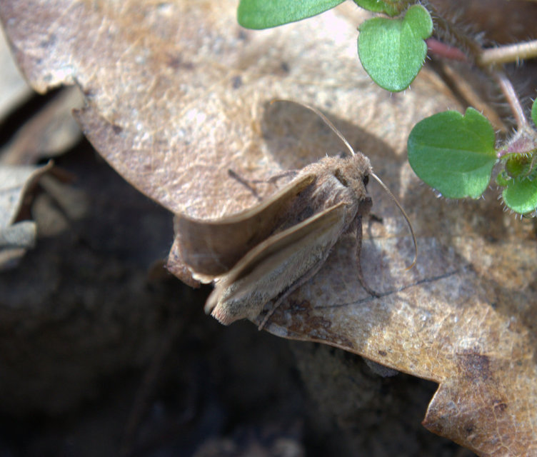 Orthosia cerasi - közepes barkabagoly