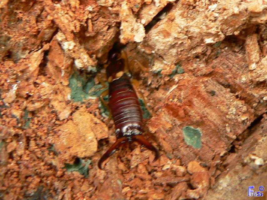 Forficula auricularia - közönséges fülbemászó