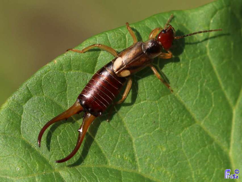 Forficula auricularia - közönséges fülbemászó