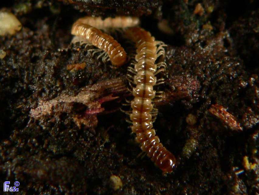 Diplopoda - Ikerszelvényesek