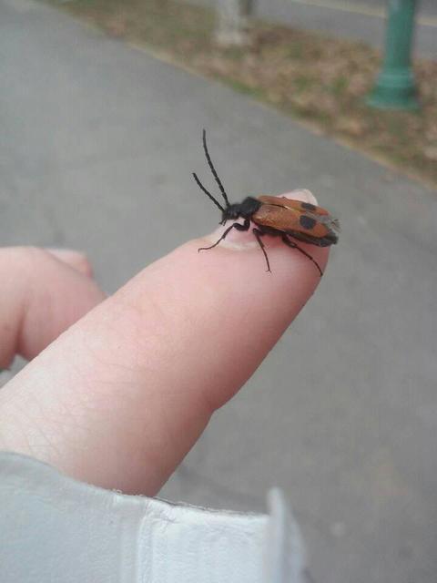 Apalus bimaculatus - kétfoltos élősdibogár