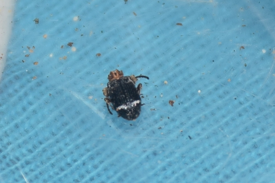 Ptinus variegatus