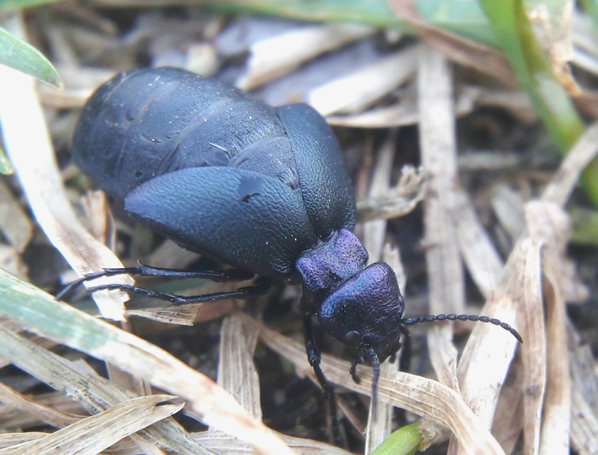 Meloe decorus - csinos nünüke
