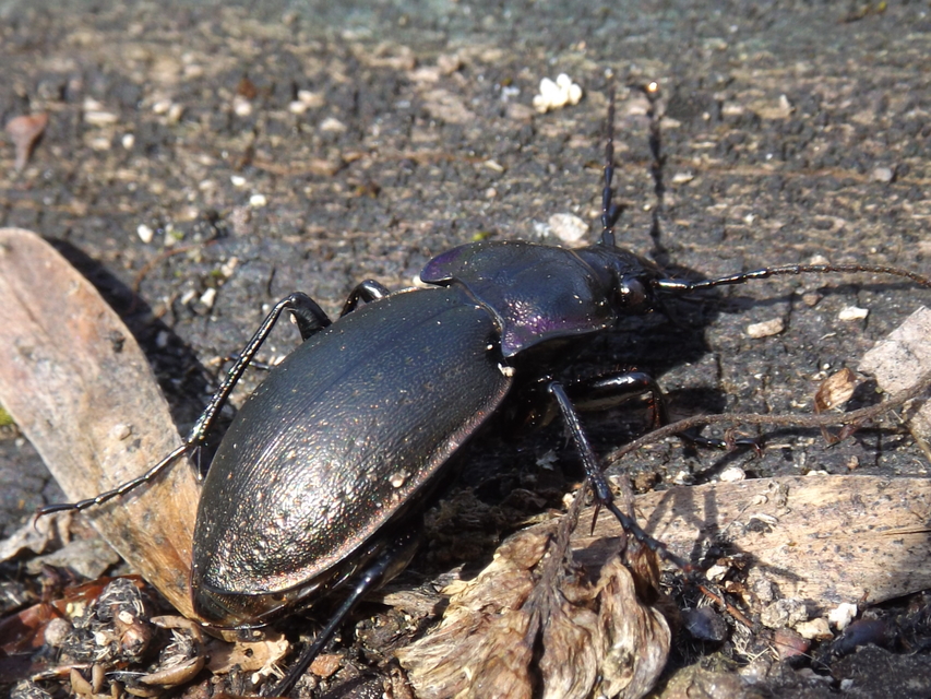 Carabus nemoralis - ligeti futrinka