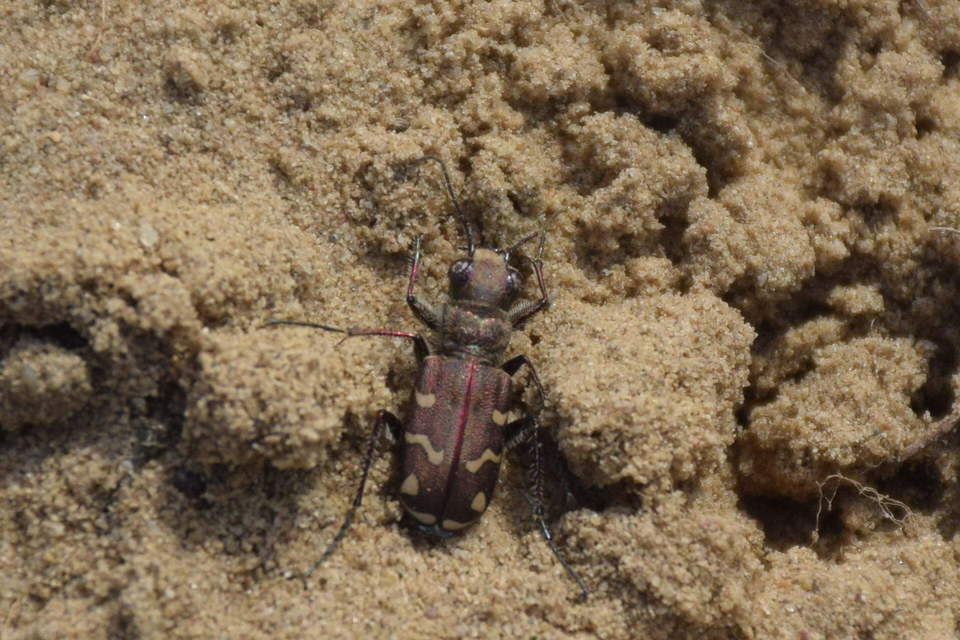 Cicindela soluta pannonica - pannon homokfutrinka