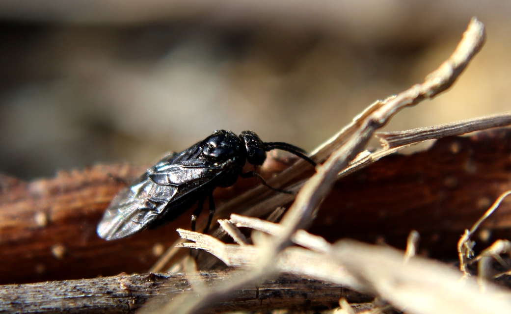 Tenthredinidae - valódi levéldarazsak