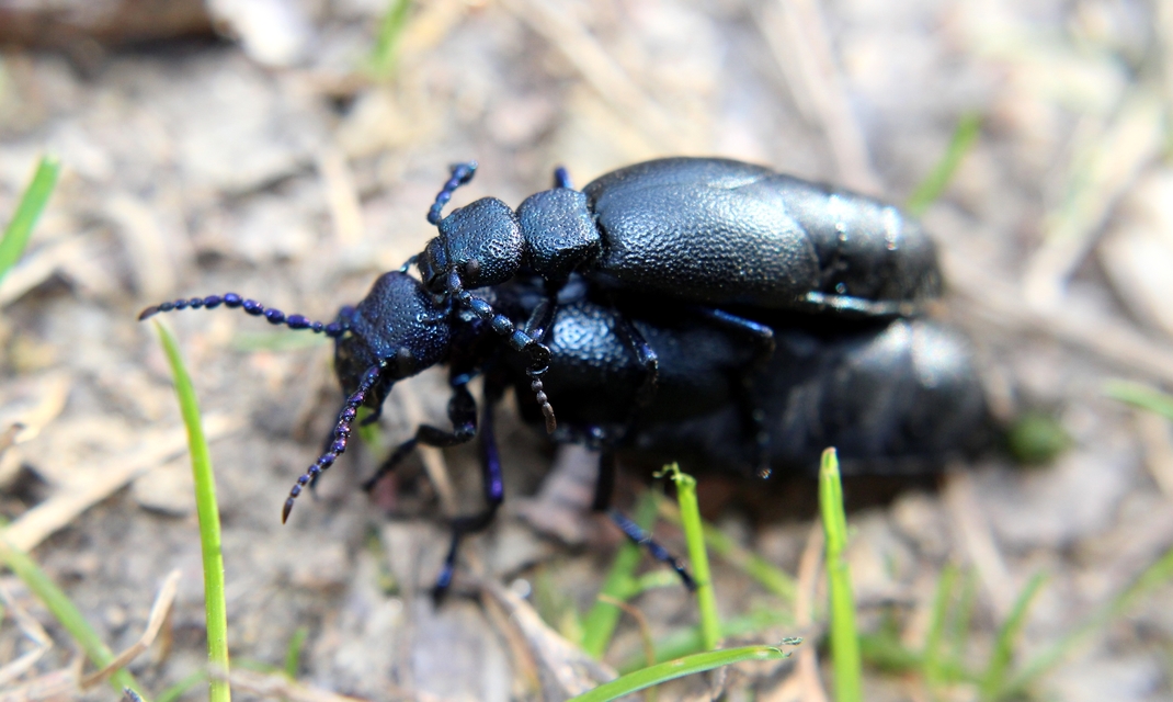 Meloe proscarabaeus - közönséges nünüke